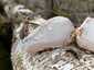 Nyírfa-tapló (Fomitopsis betulina), Dél-Pest